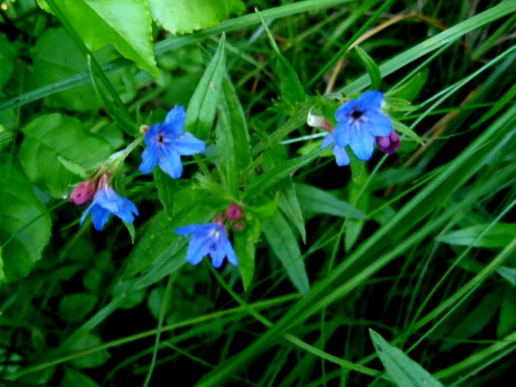 Buglossoides purpurocaerulea